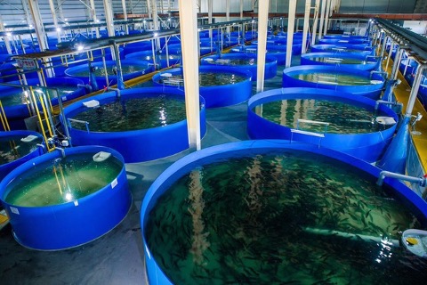 Image of tanks inside fish farm facility